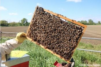 Conoscere e proteggere il mondo delle api